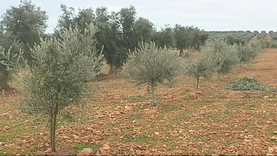 La superficie de olivar supera a la de viñedo en Castilla-La Mancha