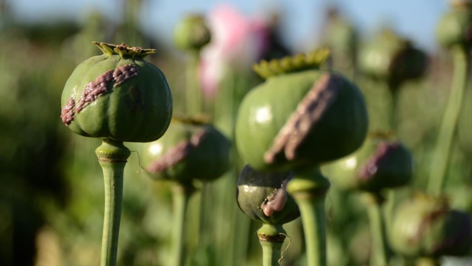 KANDAHAR, April 4, 2022  -- Poppy pods are seen in a field in Kandahar, Afghanistan, April 3, 2022. The Taliban supreme leader Haibatullah Akhundzada on Sunday banned in a decree the cultivation of opium poppy and trade of opium in Afghanistan, the Taliban-led caretaker government confirmed.
Europa Press/Contacto/Sanaullah Seiam
(Foto de ARCHIVO)
03/4/2022
