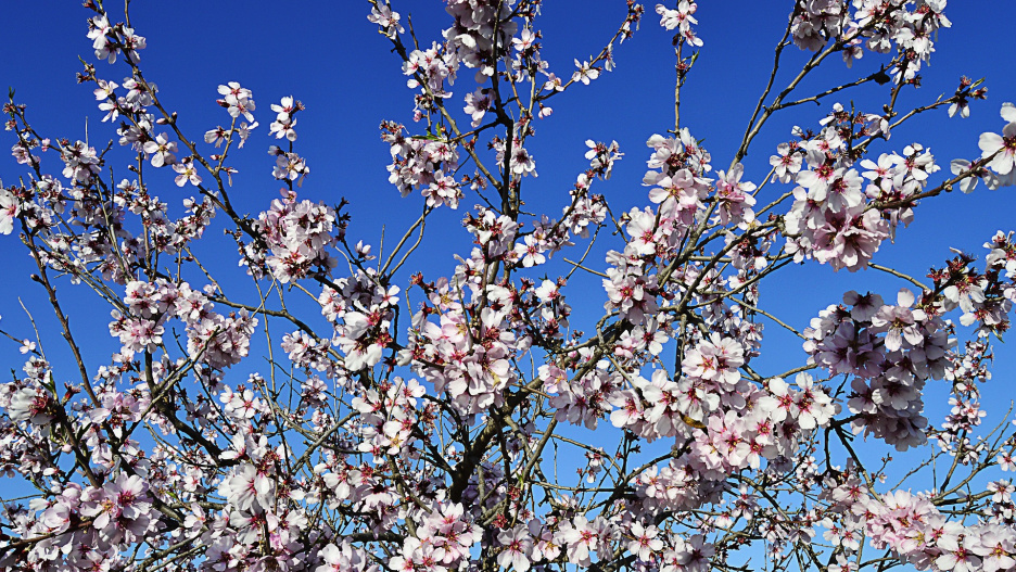 Imagen de almendros en flor