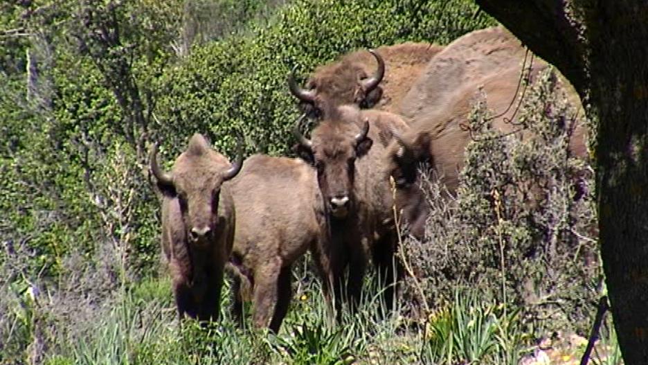 El bisonte de Castilla-La Mancha han encontrado un rincón para ayudar a que se perpetúe la especie.