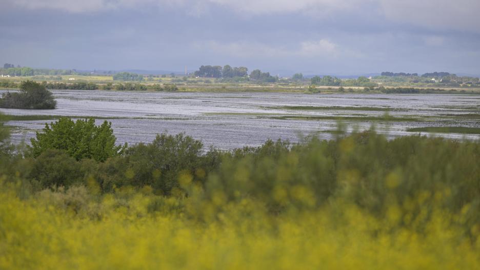 El Parque Nacional de Las Tablas de Daimiel, considerado a nivel internacional como uno de los humedales más importantes de España, ha alcanzado las 623 hectáreas inundadas.