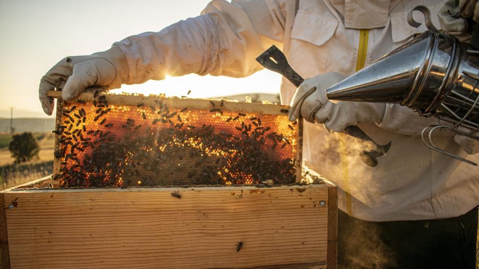 El 46% de la miel importada de fuera de la UE ha sido aterada para aumentar su volumen, según Sicpa.
SICPA
(Foto de ARCHIVO)
21/8/2021