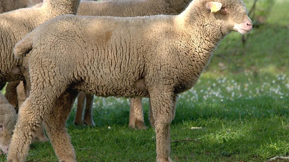 El foco ha sido localizado en una explotación de la comarca de Cogolludo.