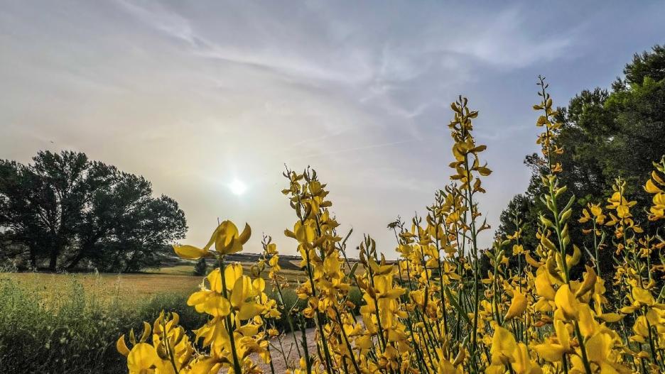 Imagen de Carrascosa del Campo