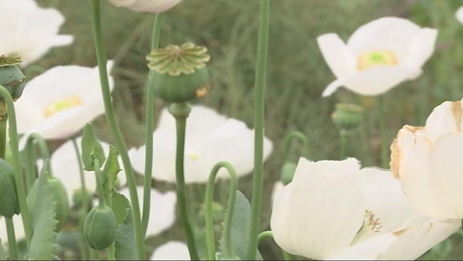 Turistas del opio: la Guardia Civil persigue a quienes buscan amapolas blancas para extraer opio