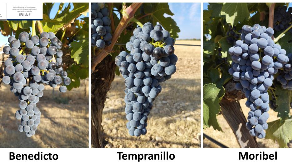 Identifican en Castilla-La Mancha variedades de vid alternativas para adaptarlas al cambio climático