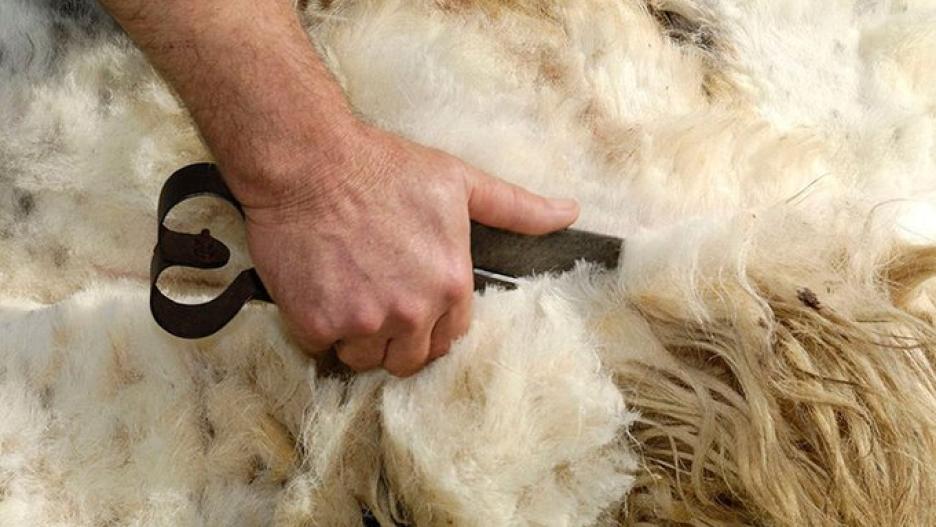 Los ganaderos se han visto obligados a acumular lana por su depreciación de precios.
