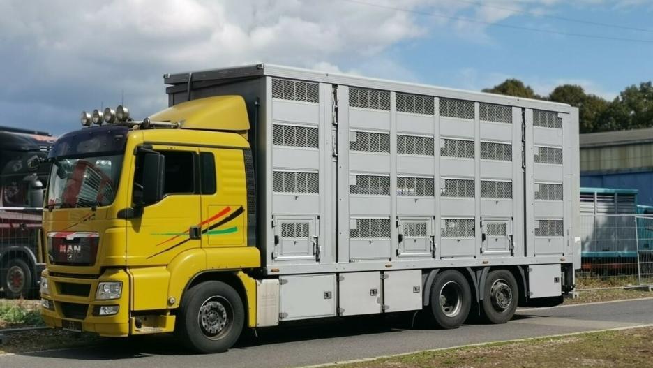 Activado el Plan de Altas Temperaturas para el transporte de animales vivos hasta septiembre