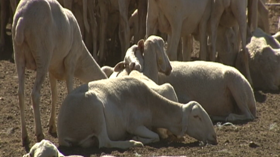 Ganado ovino en Talavera de la Mancha