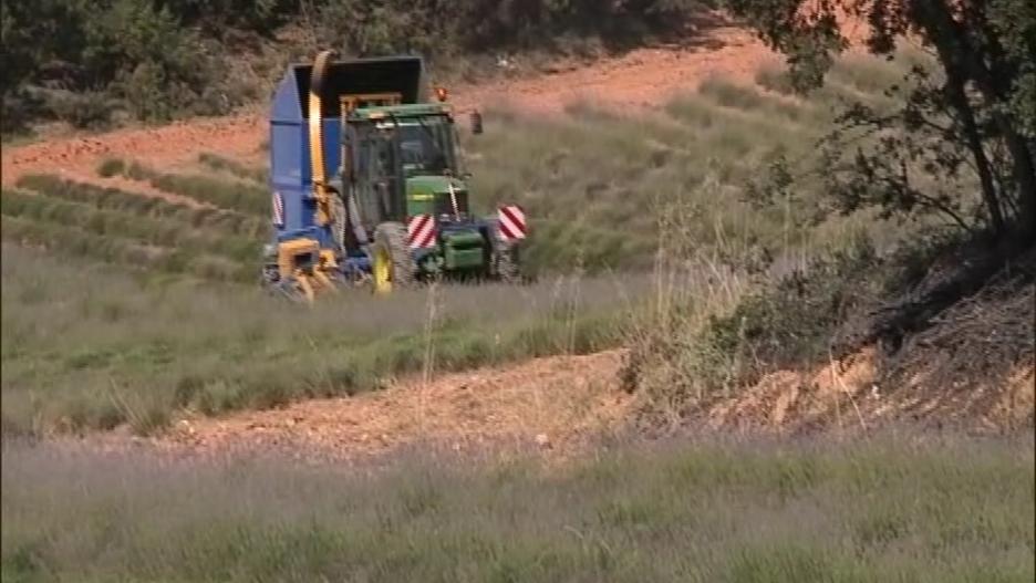 Finca afectada por la plaga de gusano