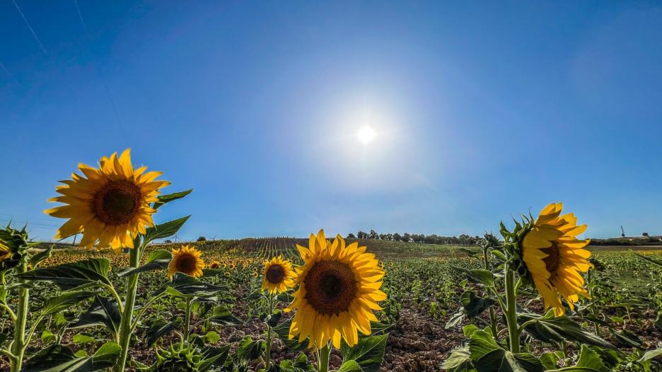 Girasoles en Carrascosa del Campo.