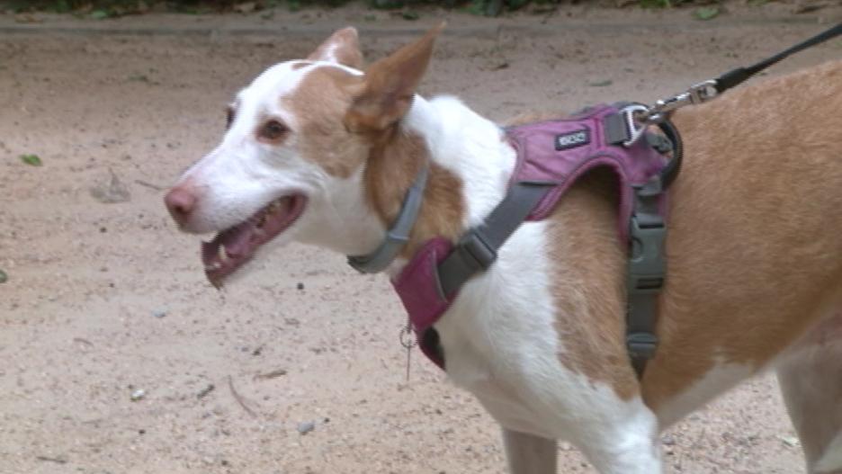 Cómo evitar los golpes de calor en mascotas