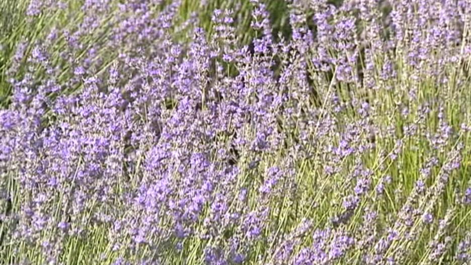 Imagen de campos de lavanda