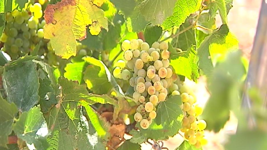 Preparativos de la vendimia en Castilla-La Mancha