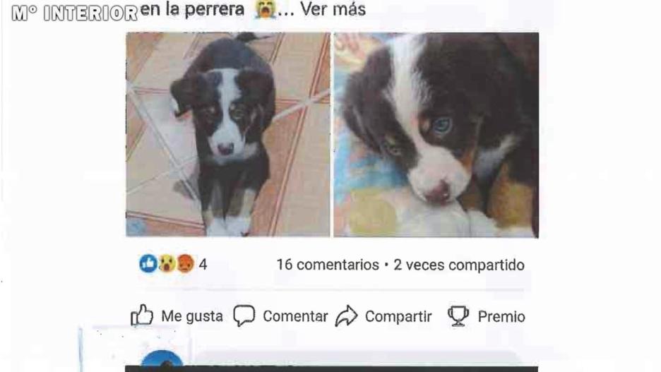 Imagen obtenida en la operación contra un grupo criminal en Bizkaia dedicado a la estafa en la compraventa de mascotas por internet
GUARDIA CIVIL
20/8/2024