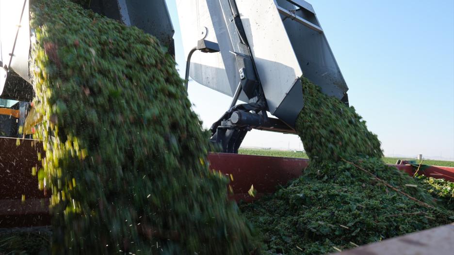 La vendimiadora descarga las uvas en un remolque durante la vendimia de la uva Sauvignon Blanc, a 25 de agosto de 2022, en Manzanares, Ciudad Real, Castilla La-Mancha (España). Después de la cosecha, la uva es transportada a la Cooperativa Jesús del Perdón de Manzanares (Bodegas Yuntero) con el fin de comercializarla. Agricultores del sector vitivinícola han adelantado la vendimia a finales de agosto y principios de septiembre a causa de las altas temperaturas y de la sequía, y han alertado del peligro que corren las cosechas del año que viene. 




.
25 AGOSTO 2022;VENDIMIA;UVAS: MANZANARES;CIUDAD REAL;SEQUIA;VINO;RECOGIDA;CAMPO;BODEGA
Rey Sotolongo / Europa Press
(Foto de ARCHIVO)
25/8/2022