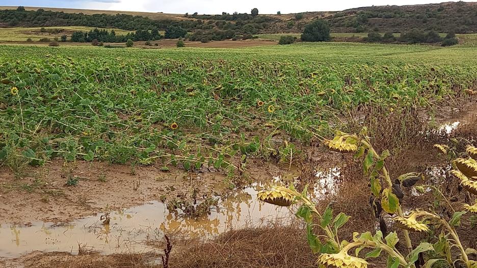 Así han quedado los campos de girasoles en la provincia de Guadalajara.