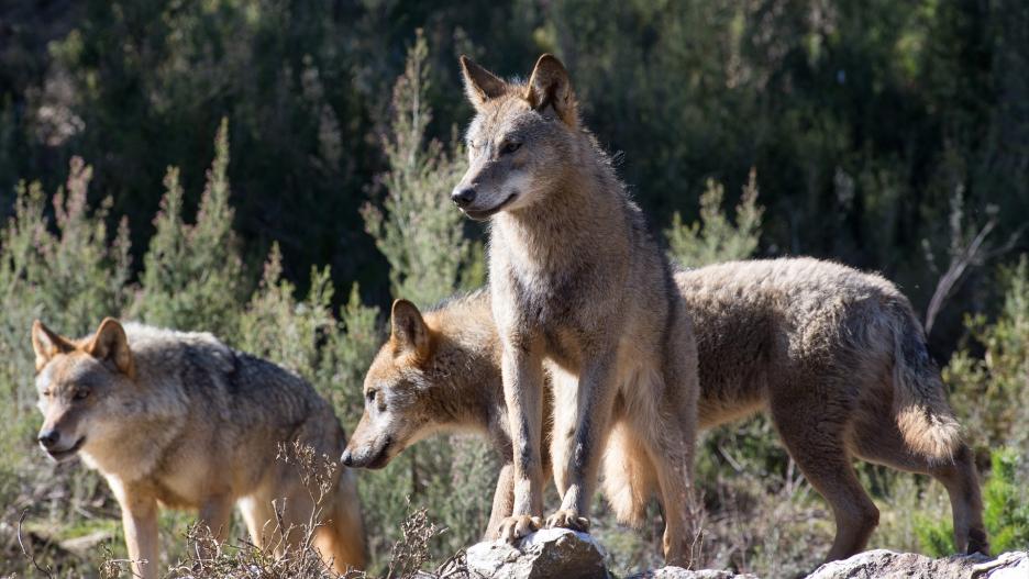 (Foto de ARCHIVO)
Varios lobos ibéricos del Centro del Lobo Ibérico en localidad de Robledo de Sanabria, en plena Sierra de la Culebra (lugar de mayor concentración de este cánido en el Sur de Europa). El Centro alberga 11 ejemplares de este animal en situación de semilibertad e intentan divulgar la convivencia histórica entre el lobo y el ser humano, en Zamora/Castilla y León (España) a 21 de febrero de 2020.

Carlos Castro / Europa Press
21/2/2020