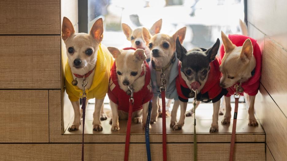 Queda prohibida la venta de perros, gatos y hurones en tiendas a partir de este domingo