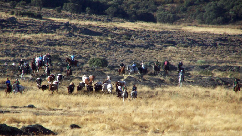 Imagen de las reses por el campo de camino a las calles de Villamanrique