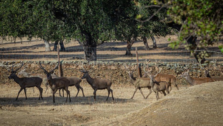 (Foto de ARCHIVO)
Una manada de ciervos al final de la época de la berrea, un ritual reproductivo de estos animales que indica el inicio de la temporada de la caza mayor. Los animales se encuentran en la Finca Azagala, propiedad de la familia Alonso Álvarez, Marqués de Valdueza, en la Sierra de San Pedro, entre las localidades de Villar del Rey (Badajoz) y Aliseda (Cáceres), en Extremadura(España), a 9 de octubre de 2019.

Diego Casillas / Europa Press
09 octubre 2019, ritual reproductivo, naturaleza, animales