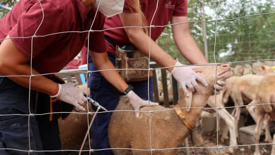 Vacunación de ganado ovino contra el virus de la lengua azul.

CAIB
18/4/2022