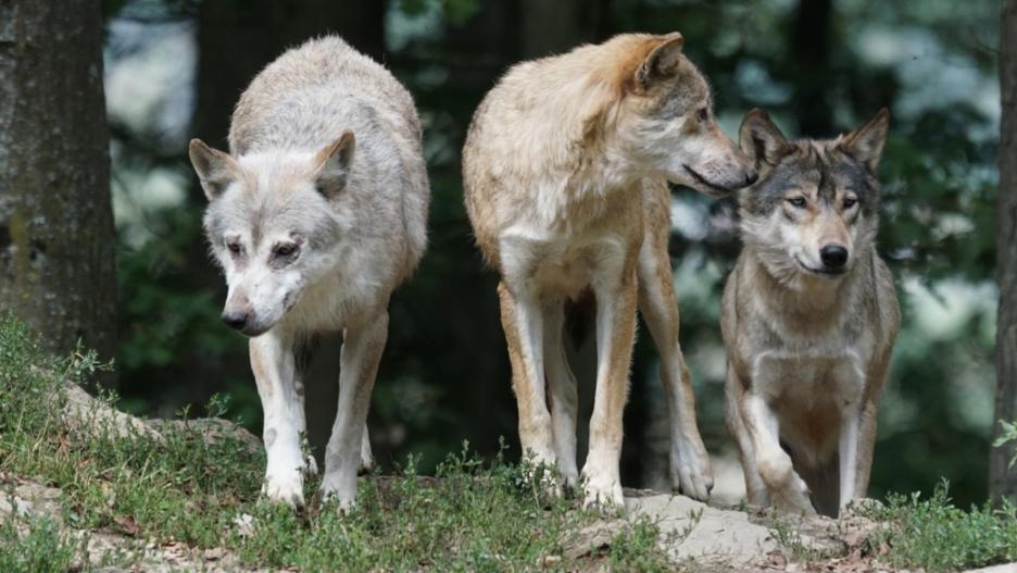 (Foto de ARCHIVO)
Lobos

REMITIDA / HANDOUT por COMUNIDAD DE MADRID
Fotografía remitida a medios de comunicación exclusivamente para ilustrar la noticia a la que hace referencia la imagen, y citando la procedencia de la imagen en la firma
01/1/1970