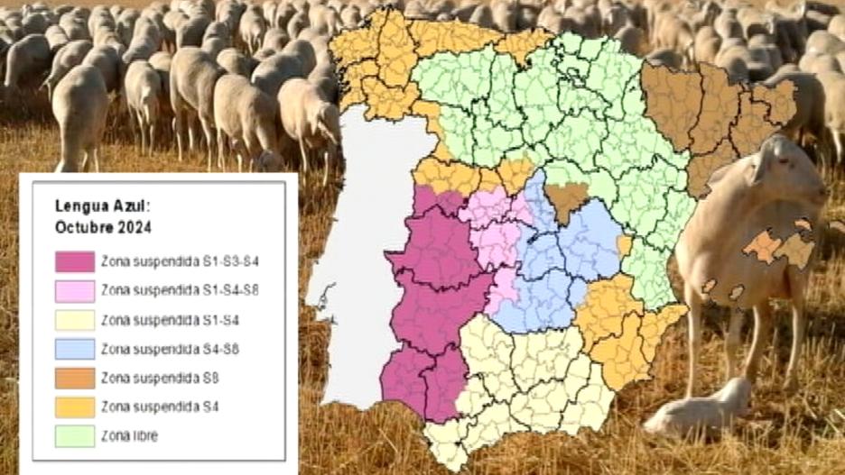 Situación de la lengua azul en España, en 18/10/2024