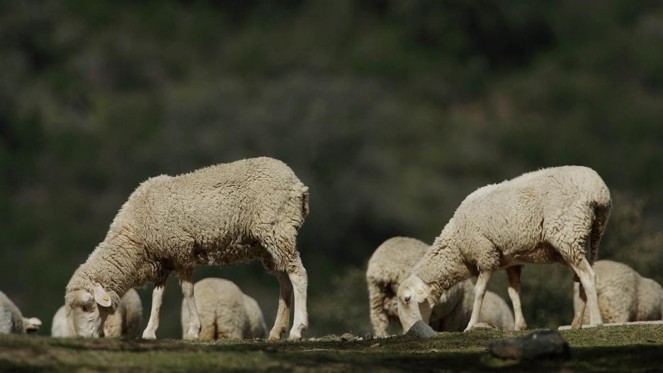 (Foto de ARCHIVO)
Agricultura compra 970.000 vacunas del serotipo 3 de la lengua azul para frenar su avance en Andalucía

REMITIDA / HANDOUT por JUNTA DE ANDALUCÍA
Fotografía remitida a medios de comunicación exclusivamente para ilustrar la noticia a la que hace referencia la imagen, y citando la procedencia de la imagen en la firma
30/9/2024