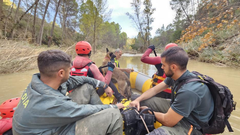 Perros de la Guardia Civil y de la UME trabajando en la localización de desaparecidos en Letur