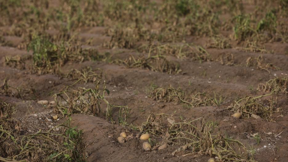 Daños ocasionados por la DANA en un campo de cultivo, a 5 de noviembre de 2024