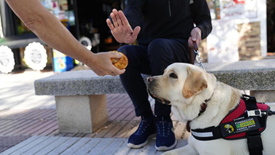 Perro guía de la ONCE