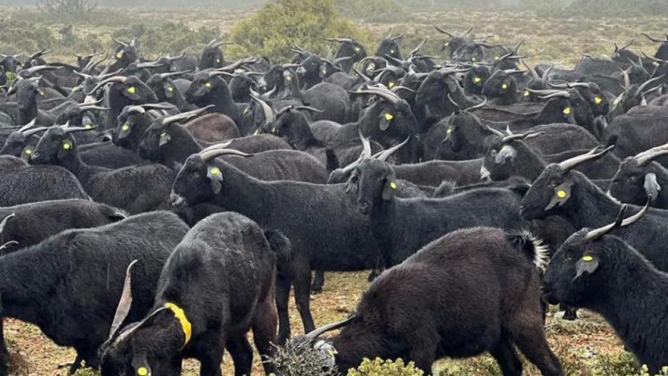 Hay 20 días para solicitar estas ayudas que habilita el Gobierno regional.