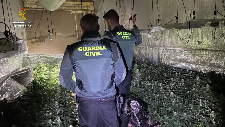 Cultivo de marihuana con 676 plantas que causó problemas eléctricos en Robledillo (Guadalajara)