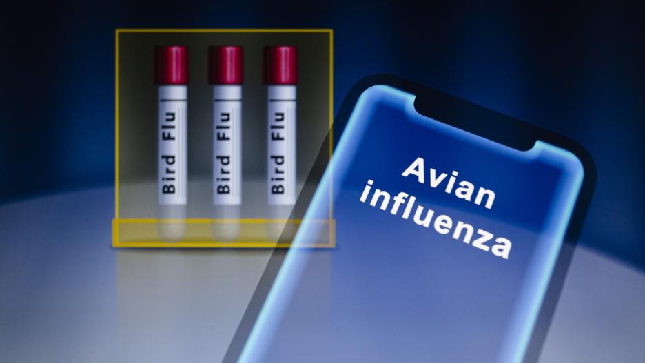 (Foto de ARCHIVO)
February 17, 2023, Asuncion, Paraguay: A view of the words ''avian influenza'' is displayed on a smartphone in front of visual representation of test tubes labeled ''bird flu.'' ''Avian influenza or bird flu refers to the disease caused by infection with avian (bird) influenza (flu) type A viruses. These viruses naturally spread among wild aquatic birds worldwide and can infect domestic poultry and other bird and animal species. Bird flu viruses do not normally infect humans. However, sporadic human infections with bird flu viruses have occurred,'' according to the U.S. Centers for Disease Control and Prevention

Europa Press/Contacto/Andre M. Chang
17/2/2023