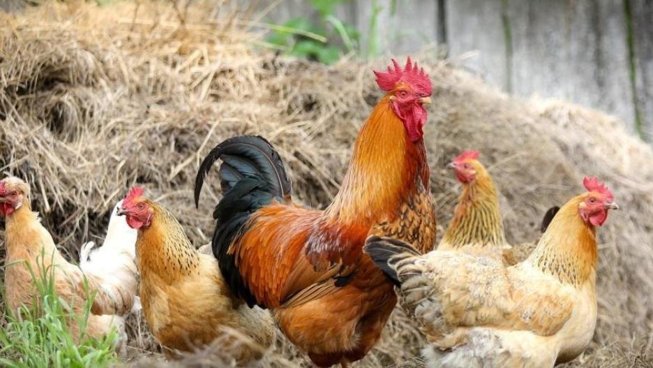 (Foto de ARCHIVO)
Agricultura declara el riesgo alto por gripe aviar y refuerza las medidas de prevención