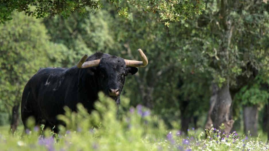 El Senado, nueve comunidades autónomas y la Fundación Toro de Lidia convocan el Premio Nacional de Tauromaquia

REMITIDA / HANDOUT por JUNTA DE EXTREMADURA
Fotografía remitida a medios de comunicación exclusivamente para ilustrar la noticia a la que hace referencia la imagen, y citando la procedencia de la imagen en la firma
21/1/2025