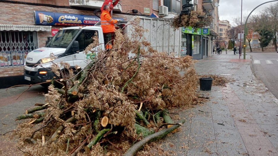 La mayoría de las incidencias han sido por caídas de árboles, como este en Guadalajara.