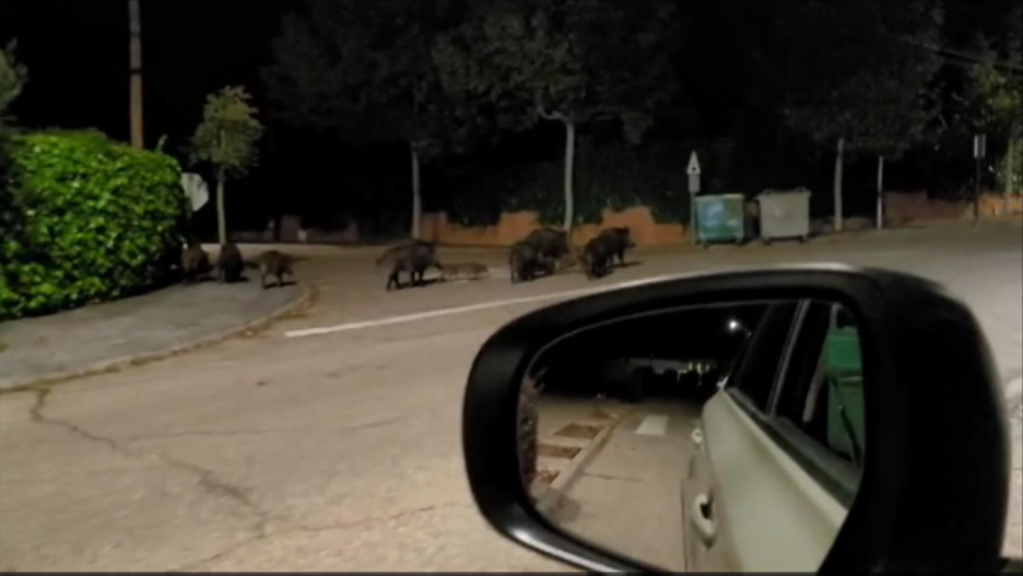 Imagen de una piara de jabalíes por las calles del pueblo