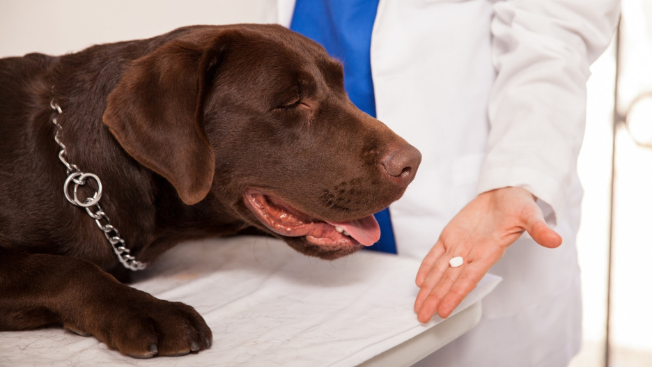 La Real Sociedad Canina se ha unido a los veterinarios en su protesta contra el nuevo sistema de control de antibióticos.

REMITIDA / HANDOUT por RSCE
Fotografía remitida a medios de comunicación exclusivamente para ilustrar la noticia a la que hace referencia la imagen, y citando la procedencia de la imagen en la firma
24/1/2025