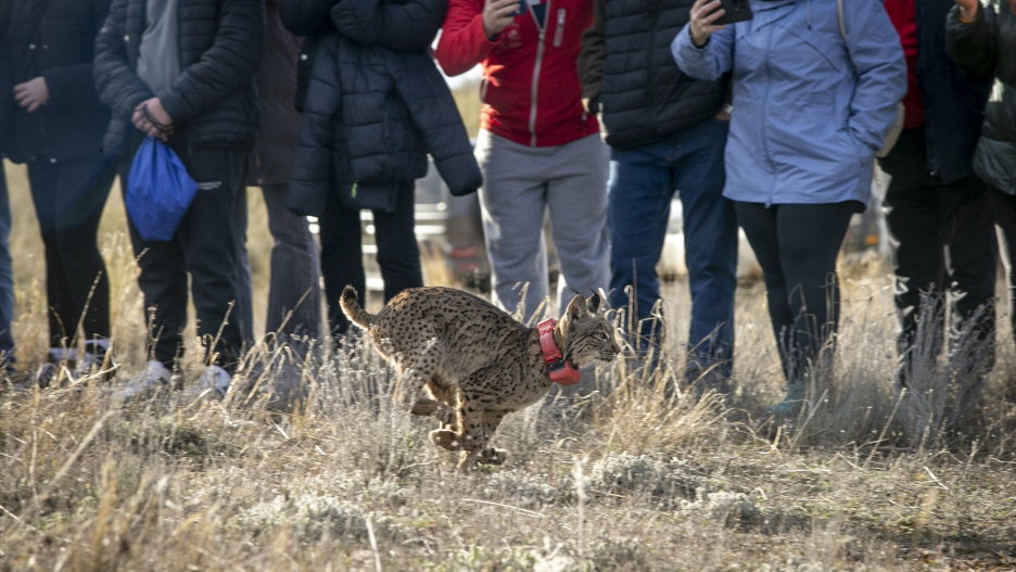 Suelta de los primeros ejemplares de lince ibérico en la provincia de Cuenca.

REMITIDA / HANDOUT por A.PEREZ HERRERA/JCCM
Fotografía remitida a medios de comunicación exclusivamente para ilustrar la noticia a la que hace referencia la imagen, y citando la procedencia de la imagen en la firma
12/2/2025