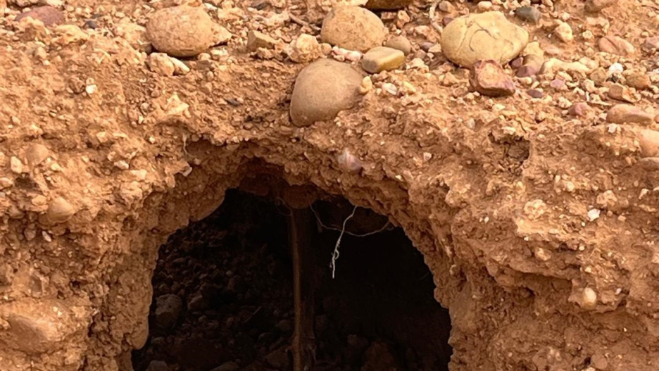 Daños en el campo a causa de la plaga de conejos.

REMITIDA / HANDOUT por ASAJA VALLADOLID
Fotografía remitida a medios de comunicación exclusivamente para ilustrar la noticia a la que hace referencia la imagen, y citando la procedencia de la imagen en la firma
30/10/2024