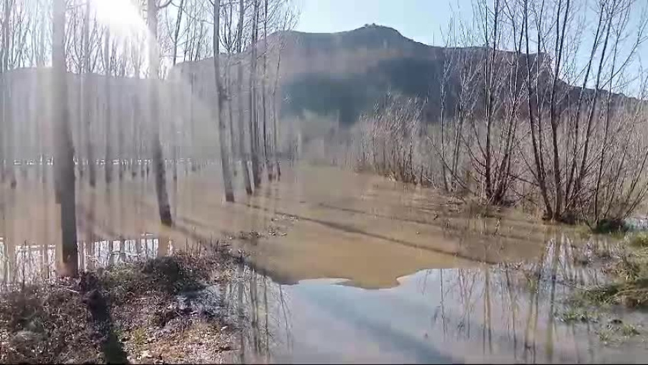 Plantaciones de chopos anegadas en la provincia de Guadalajara.