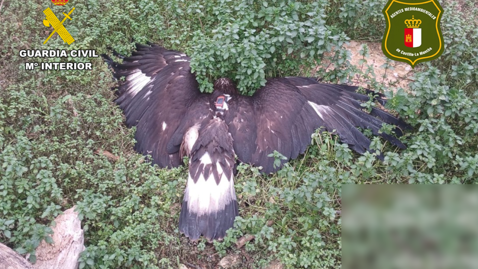 Águila real envenenada.