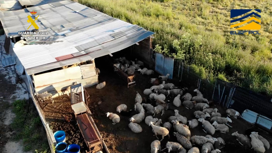 Los animales eran transportados y sacrificados sin ningún tipo de control sanitario, en condiciones deplorables y sin respetar la normativa de bienestar animal