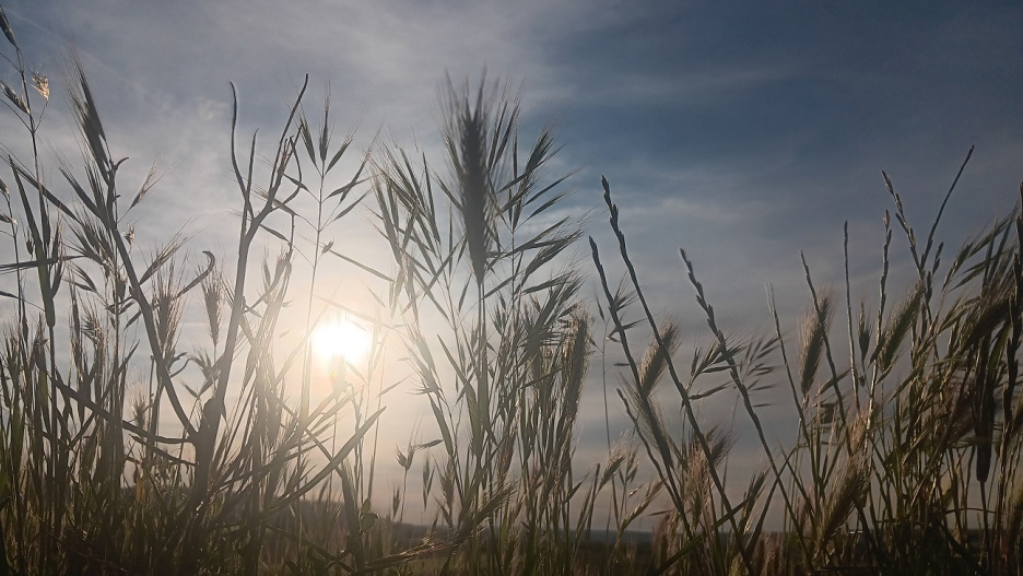 Este jueves se rozarán las máximas temperaturas en este primer episodio de calor.