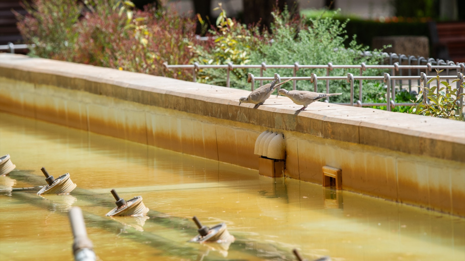 (Foto de ARCHIVO)
Dos palomas intentan acceder al agua de una fuente apagada, en la Plaza del Altozano, a 10 de agosto de 2023, en Albacete, Castilla-La Mancha (España). El Gobierno de Castilla-La Mancha mantiene activo el Plan Específico ante el Riesgo por Fenómenos Meteorológicos Adversos (Meteocam) en la provincia de Albacete, donde la Agencia Estatal de Meteorología (Aemet) establece un aviso rojo por riesgo extremo de altas temperaturas en las comarcas de Hellín y Almansa.
10/8/2023