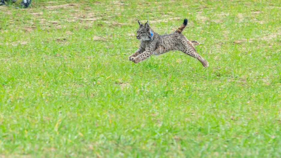 Suelta de tres ejemplares de lince ibérico, en la finca ‘El Borril’.
25/2/2022