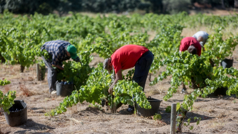(Foto de ARCHIVO)
Un trabajador recoge uvas en el campo, a 23 de agosto de 2022, en San Martín de Valdeiglesias, Madrid (España). Agricultores del sector vitivinícola madrileño han adelantado la vendimia a finales de agosto y principios de septiembre a causa de las altas temperaturas y de la sequía, y han alertado del peligro que corren las cosechas del año que viene.
Ricardo Rubio / Europa Press
23 AGOSTO 2022;UVA;BODEGA
23/8/2022