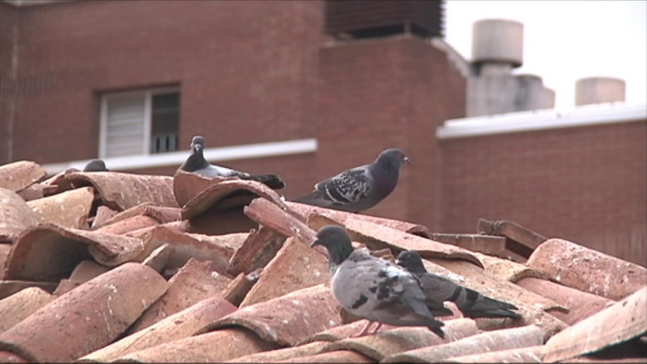 Imagen del tejado de la casa abandonada